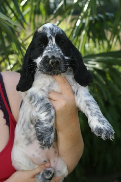 Du Clos De La Vanisse - Cocker Spaniel Anglais - Portée née le 03/08/2014