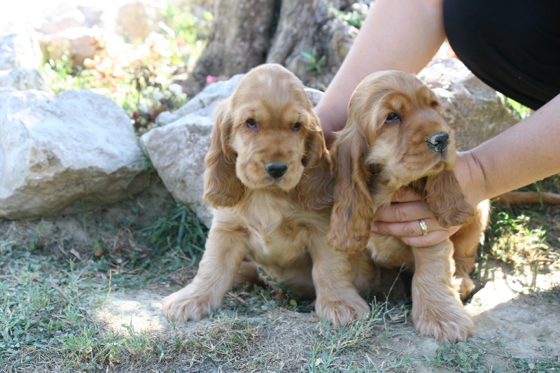 Du Clos De La Vanisse - Cocker Spaniel Anglais - Portée née le 27/06/2013