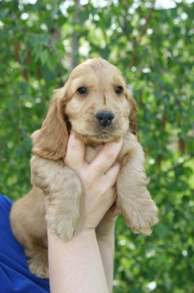Du Clos De La Vanisse - Cocker Spaniel Anglais - Portée née le 04/03/2015