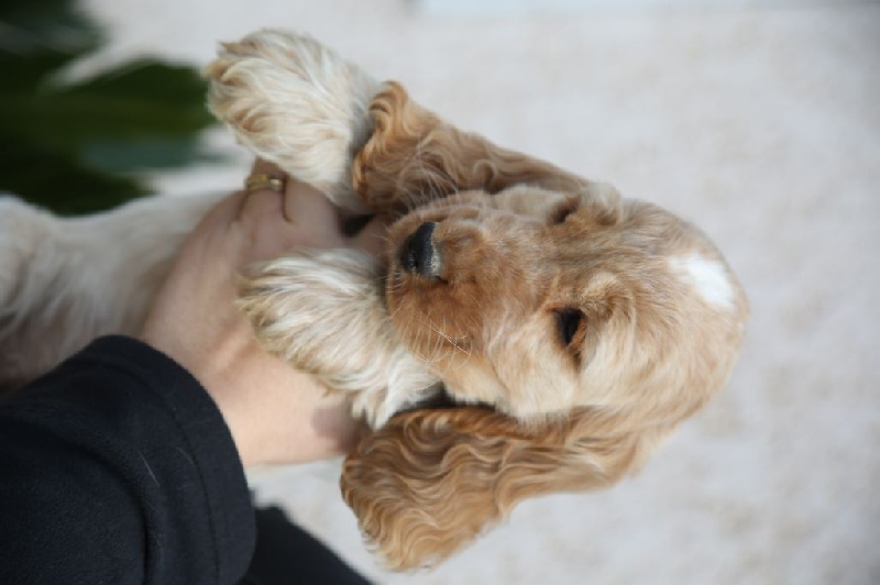 Du Clos De La Vanisse - Cocker Spaniel Anglais - Portée née le 02/10/2015