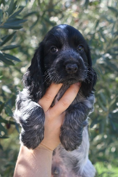 Du Clos De La Vanisse - Cocker Spaniel Anglais - Portée née le 27/08/2014