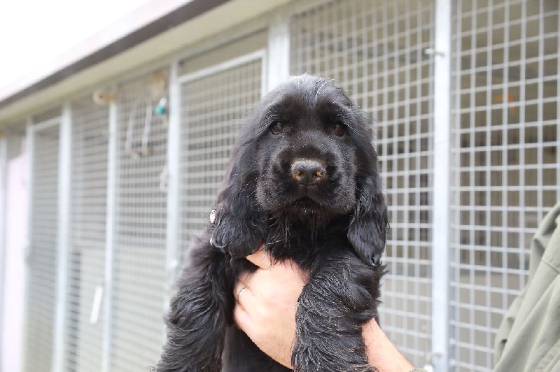 Du Clos De La Vanisse - Cocker Spaniel Anglais - Portée née le 22/07/2016